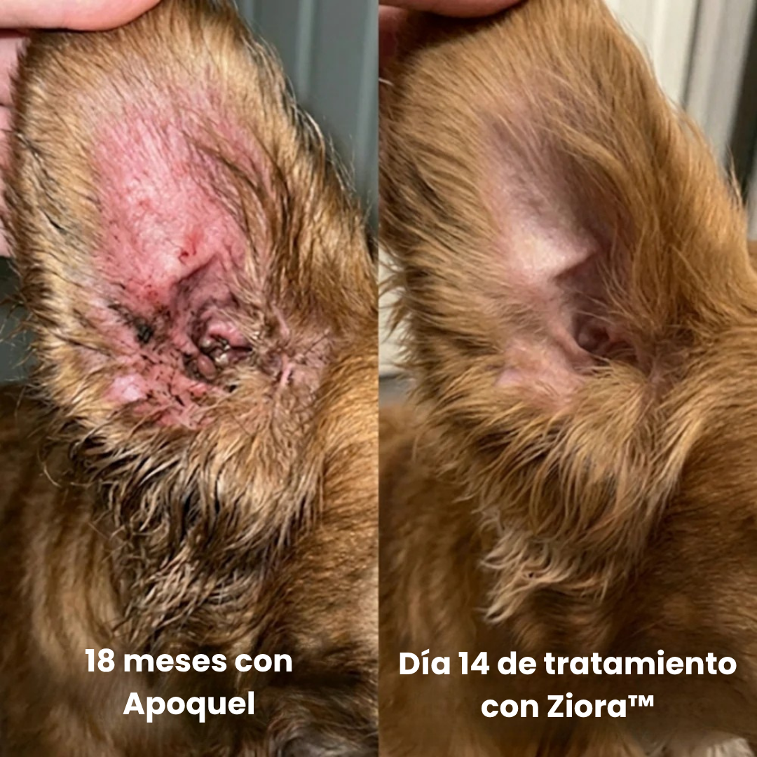 Ziora® Colágeno Líquido Premium