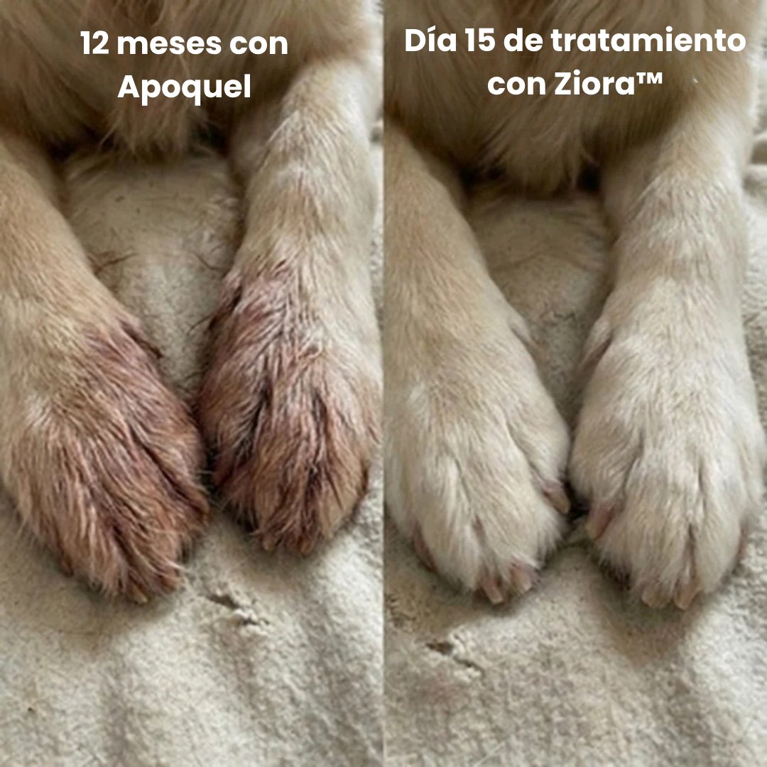 Ziora® Colágeno Líquido Premium