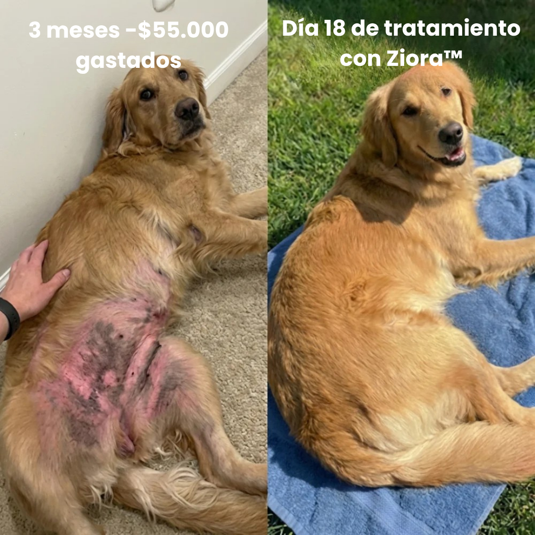 Ziora® Colágeno Líquido Premium